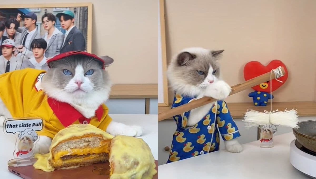 That Little Puff, el tierno gato ARMY que demuestra su amor a BTS en TikTok (VIDEO)