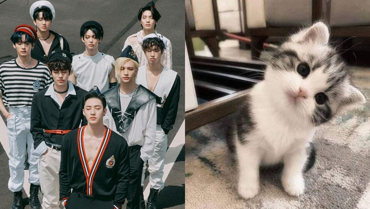 Elige un gatito bebé y te diremos qué miembro de Stray Kids sería tu mejor amigo