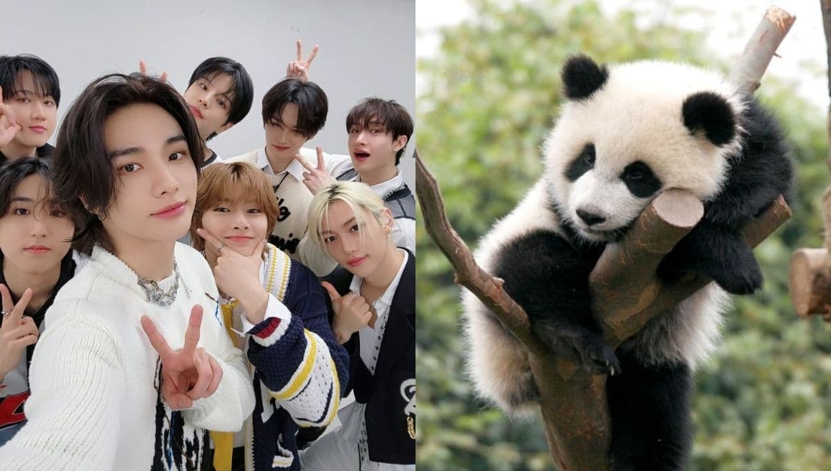 Elige un osito panda y te diremos qué miembro de Stray Kids está perdidamente enamorado de ti