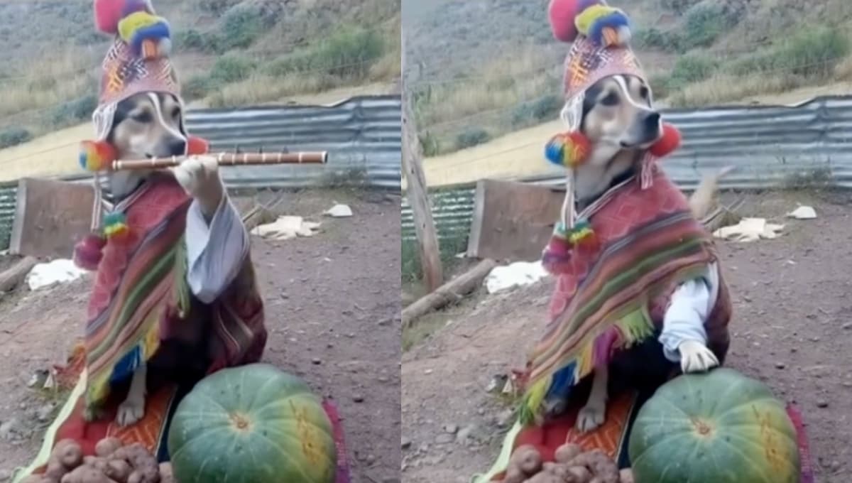 ¿Cuál es la canción del perro pachama? El divertido lomito que causó varios memes